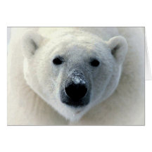 Eisbär-Gesicht Karte