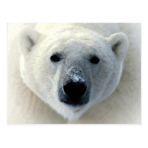 Eisbär-Gesicht Postkarte