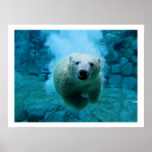 Eisbär im Wasser Posterdrucke