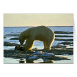 Eisbär Karten