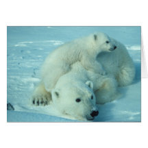 Eisbär mit Jungem Karten