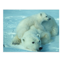 Eisbär mit Jungem Postkarten