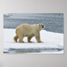 Eisbär Poster