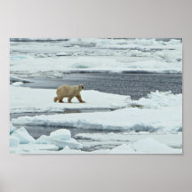 Eisbär Posterdruck