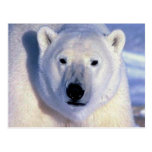 Eisbär Postkarte