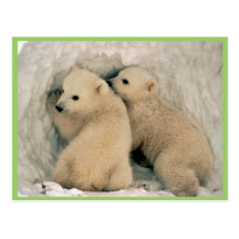 Eisbär Postkarte