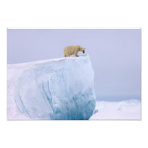 Eisbär, Ursus maritimus, auf einem Riesen Foto