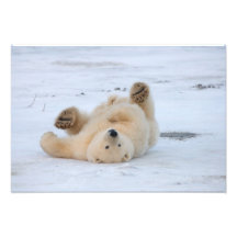 Eisbär, Ursus maritimus, Junges, das 3 rollt Kunstfoto