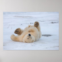Eisbär, Ursus maritimus, Junges, das 3 rollt Plakat