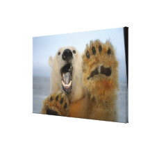Eisbär, Ursus maritimus, schaut neugierig in 2 Galerie Gefaltete Leinwand