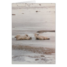 Eisbären am Strand Karte