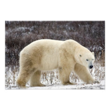 EisbärUrsus maritimus) in Churchill Photodruck