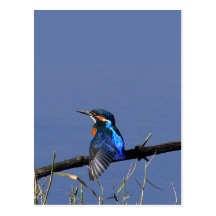 Eisvogel-Postkarte