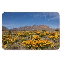 El Paso Mohnblumen Eckiger Magnet