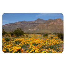El Paso Mohnblumen Magnet
