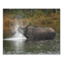 Elch-Bad Foto Drucke