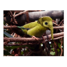 Elebird Postkarte