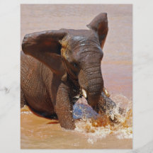 Elefant, der mit Wasser spielt Flyer Druck