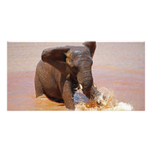 Elefant, der mit Wasser spielt Foto Karten Vorlage