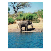 Elefant-Postkarte