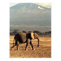 Elefant vor Kilimanjaro Postkarten