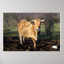„Elegante Kuh „postieren
