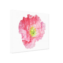 Elegante rosa Mohnblume Leinwand Drucke