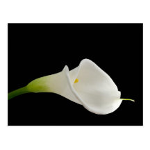 Elegante weiße Callalilie Postkarte