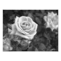 Eleganter Rosen-Blumen-Druck Photodrucke
