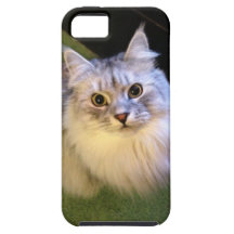 Eleganter sibirischer Katze iPhone 5 Fall iPhone 5 Schutzhüllen