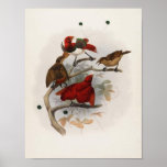 Eliot - Cicinnurus königlich - König Paradiesvogel Posterdruck