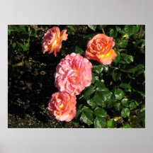 Elle hybride Tee-Rose 148 Poster