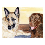 "Elsässer-und Labrador" Postkarte