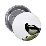 Elster Anstecknadelbutton