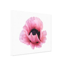 Empfindliche rosa Mohnblume Galerie Faltleinwand