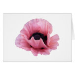 Empfindliche rosa Mohnblume Karte