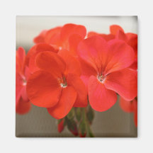Empfindliche rote Pelargonie-Blumenmagnet Kühlschrankmagnete