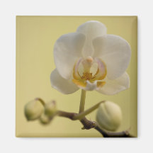 Empfindliche weiße Orchidee Magnete