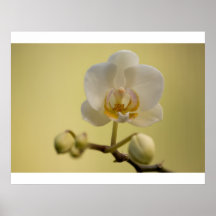 Empfindliche weiße Orchidee Plakat