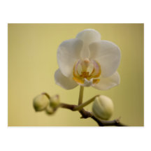 Empfindliche weiße Orchidee Postkarten