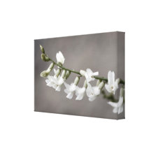 Empfindliche weiße Wildblume Galerie Falt Leinwand