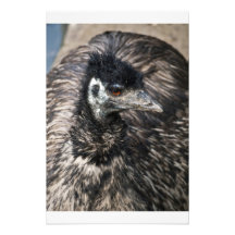 Emu Foto