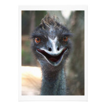 Emu-Sprichwort HI! Öffnen Sie großes braunes Augen Individuelle Ankündigung