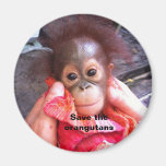 Engelchen-Baby Oranguan Magnete