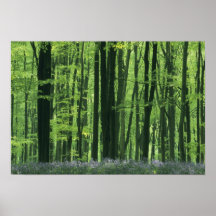 England-, Buchenwald u. Bluebells Plakat