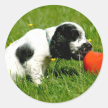 Englisch-Cocker spaniel-Welpe mit rotem Klotz Stickers