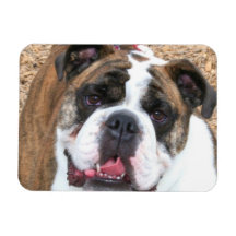 Englische Bulldogge Flexible Magnete