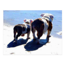 Englische Bulldoggen Postkarte