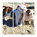 Englische Bulldoggen-Welpen-Liebe eingewickelte Le Gespannte Galerie Drucke