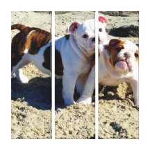Englische Bulldoggen-Welpen-Liebe eingewickelte Le Gespannte Galerie Drucke